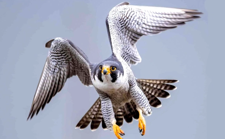 Peregrine Falcon call
