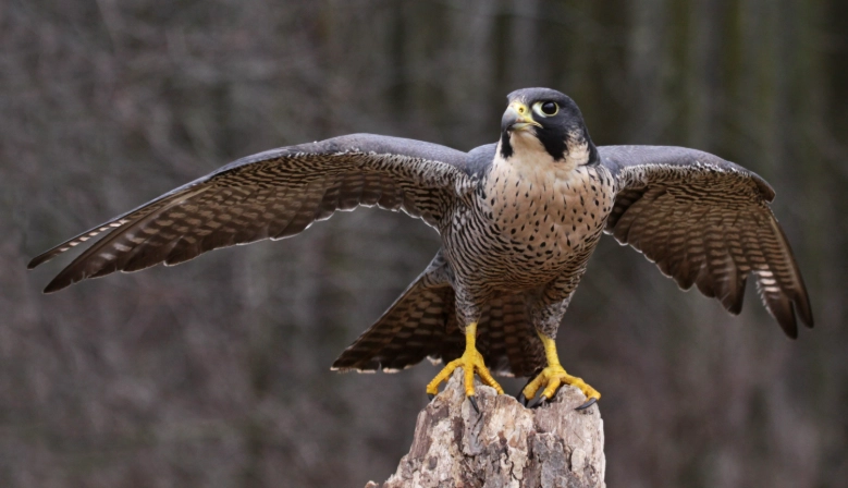 Peregrine Falcon natural habitat