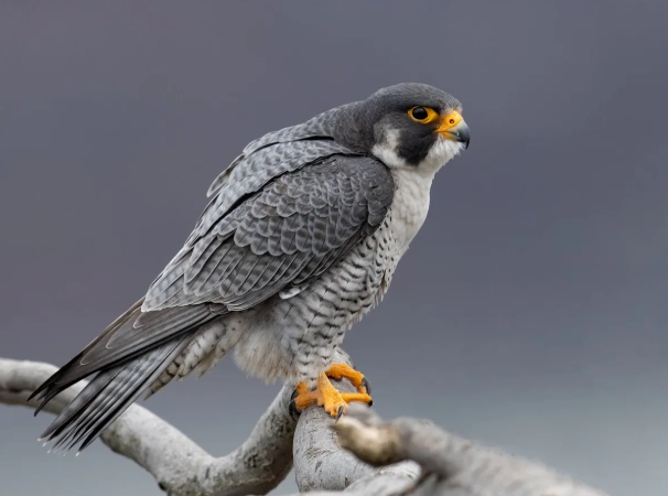 peregrine falcon size