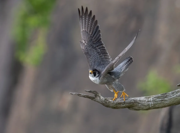 peregrine falcon weight