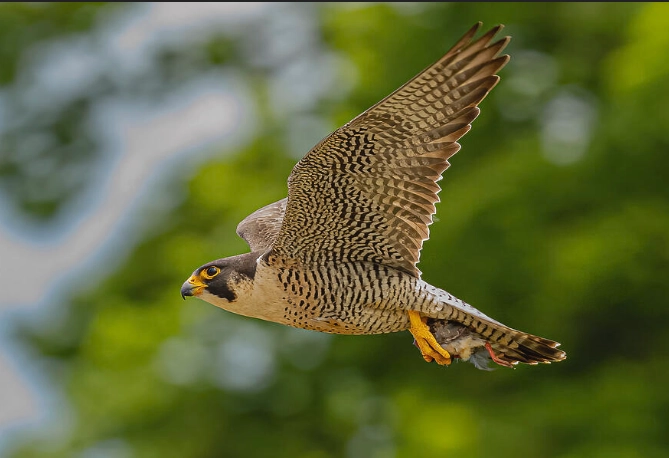 Peregrine Falcon diving speed