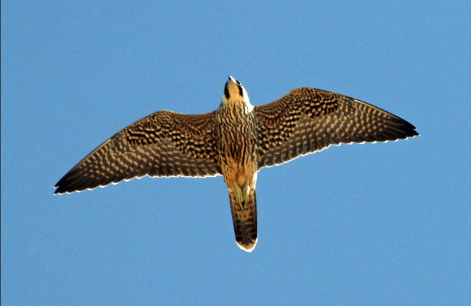 How fast can a Peregrine Falcon fly