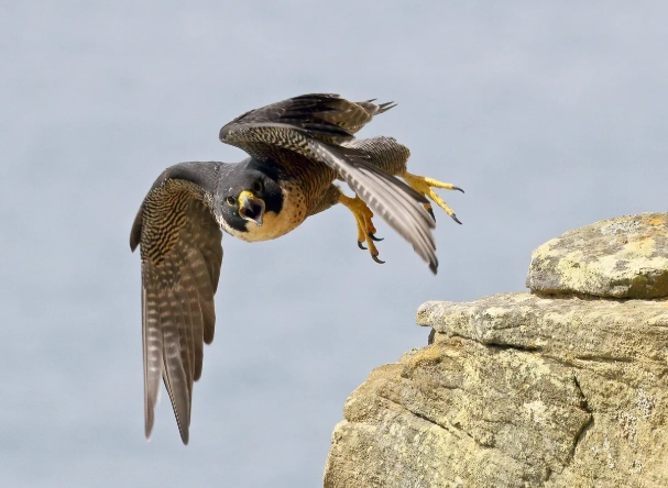 Peregrine Falcon range map