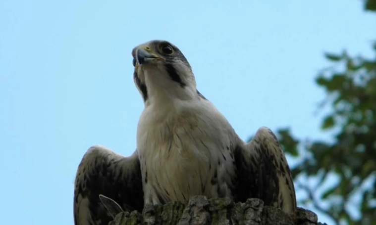 Peregrine Falcon call