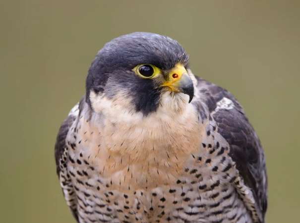 Peregrine Falcon range map