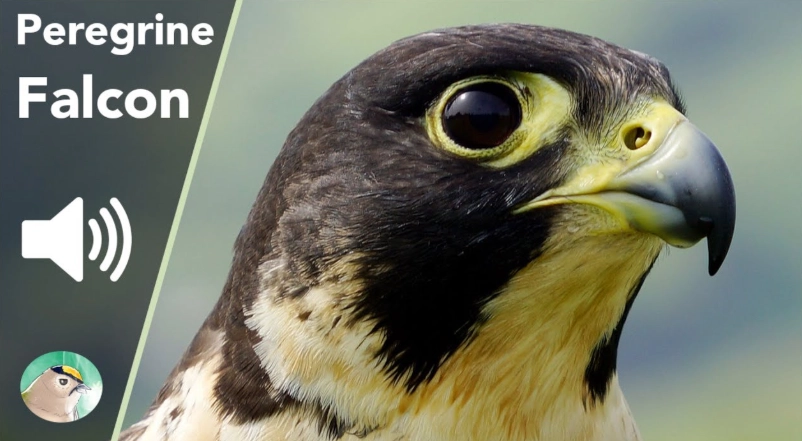 Peregrine Falcon screech