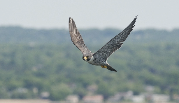 peregrine falcon nesting sites