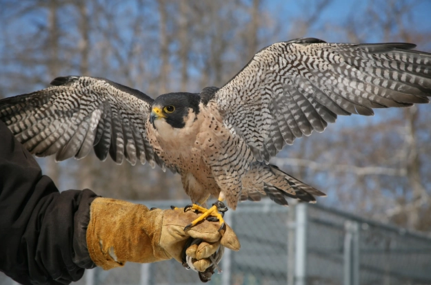 peregrine falcon size