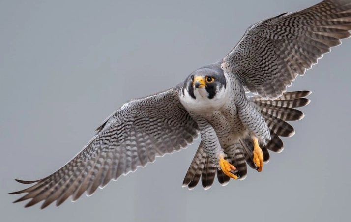 Peregrine Falcon diving speed