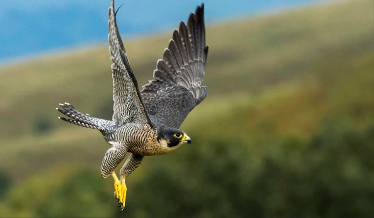 Peregrine Falcon diving speed