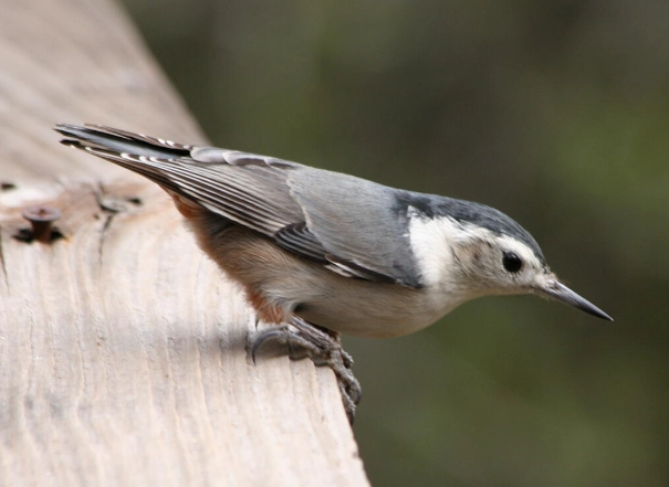 female nuthatch