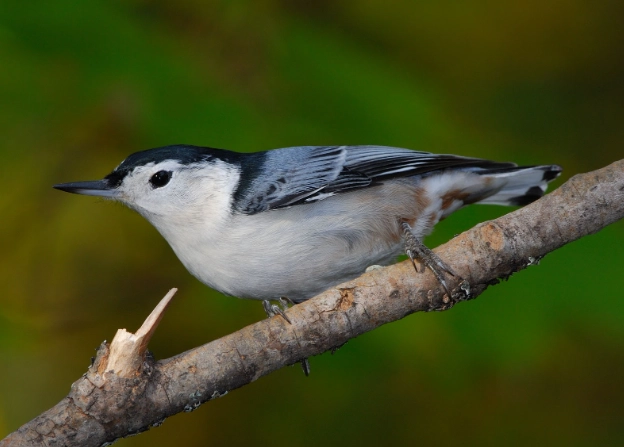 white breasted nuthatch female