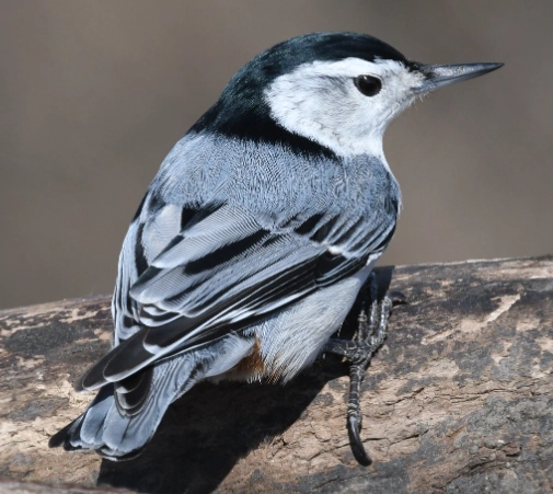 white-breasted nuthatch identification