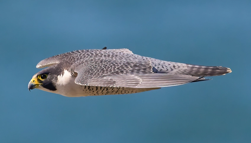 peregrine falcon dive speed