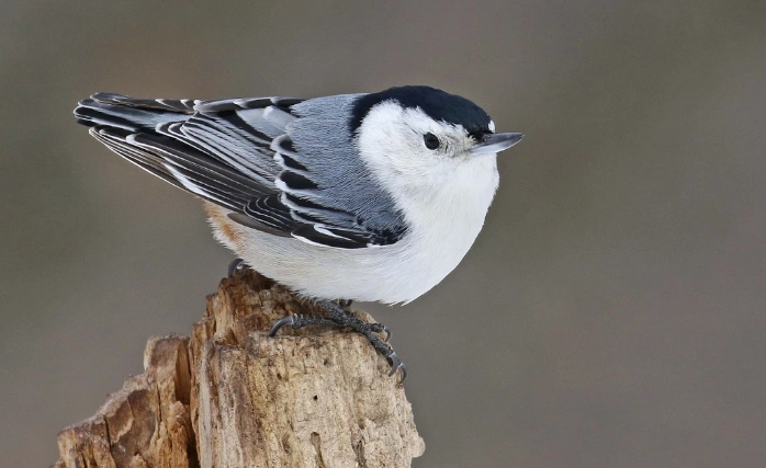 White-breasted Nuthatch rarity