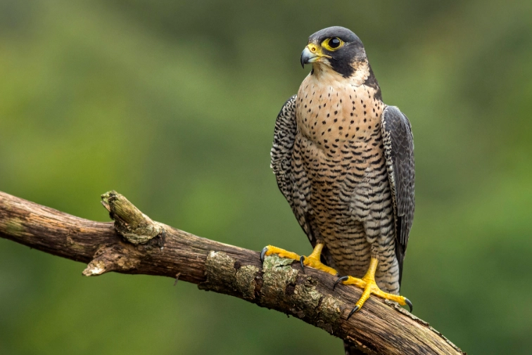peregrine falcon dive speed