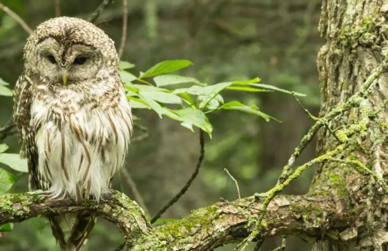 Barred Owl behavior