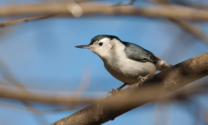 common backyard birds