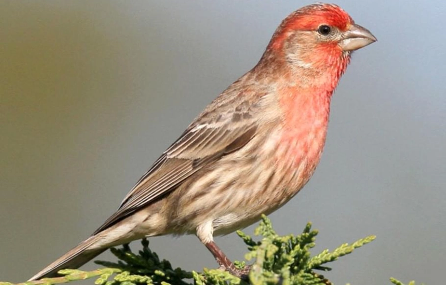 House Finch life expectancy House Finch life expectancy