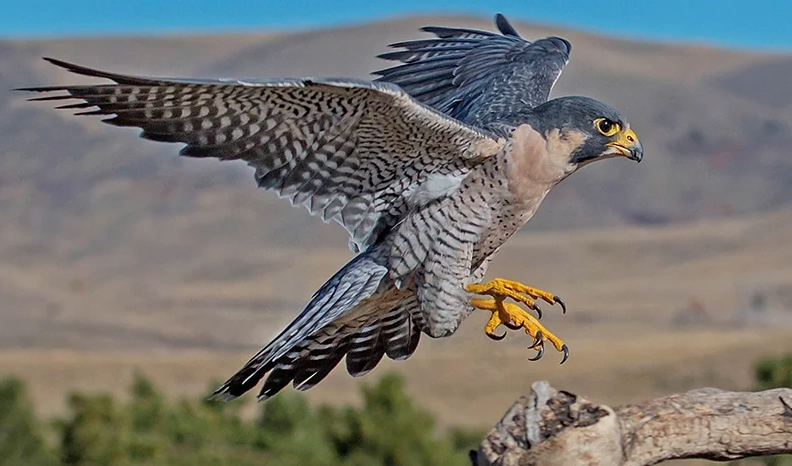 peregrine falcon dive speed