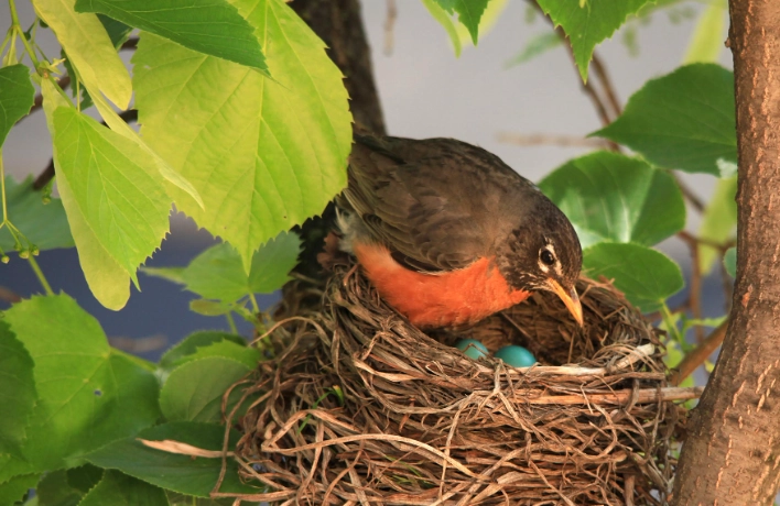 bird nest identification