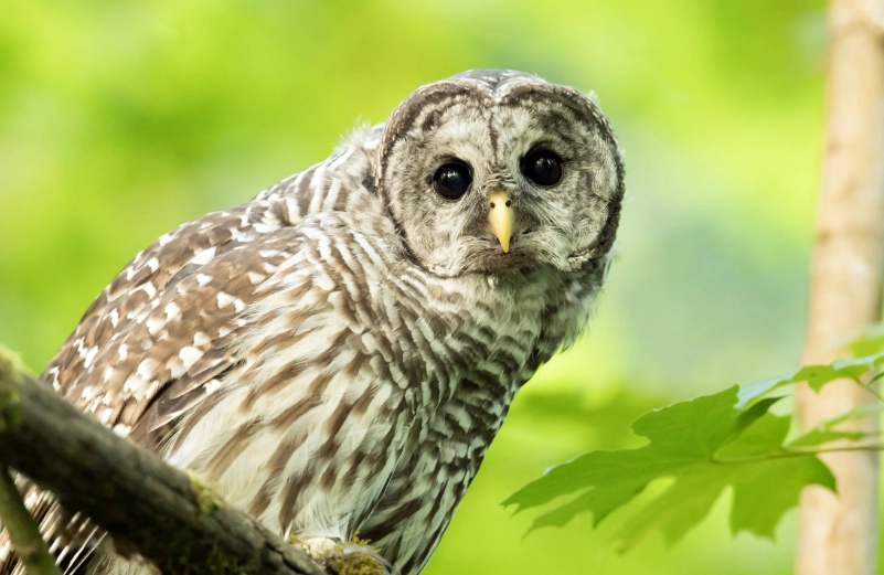barred owl symbolism barred owl symbolism