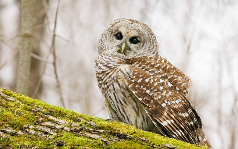 barred owl symbolism barred owl symbolism