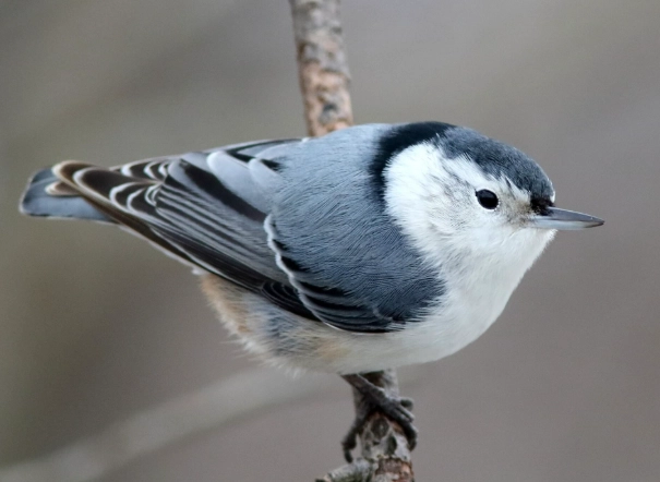 bird call identification bird call identification