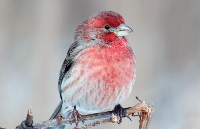 how long do house finches live how long do house finches live