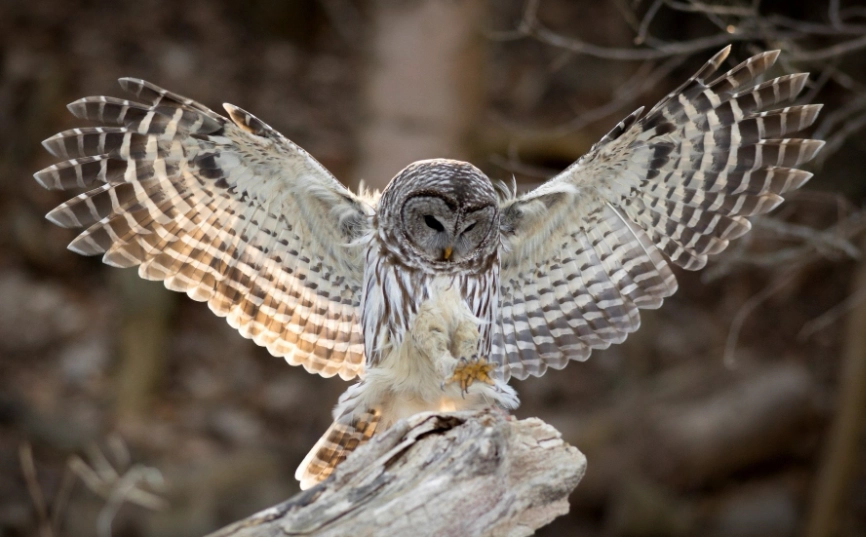 barred owl spiritual meaning barred owl spiritual meaning