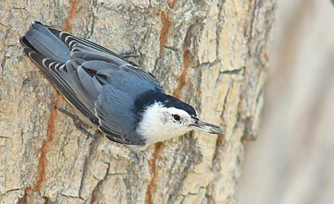 White-breasted Nuthatch rarity