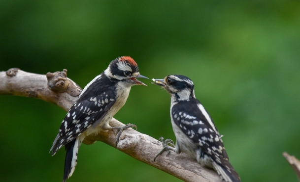 downy woodpecker baby