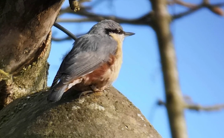 bird call identification bird call identification