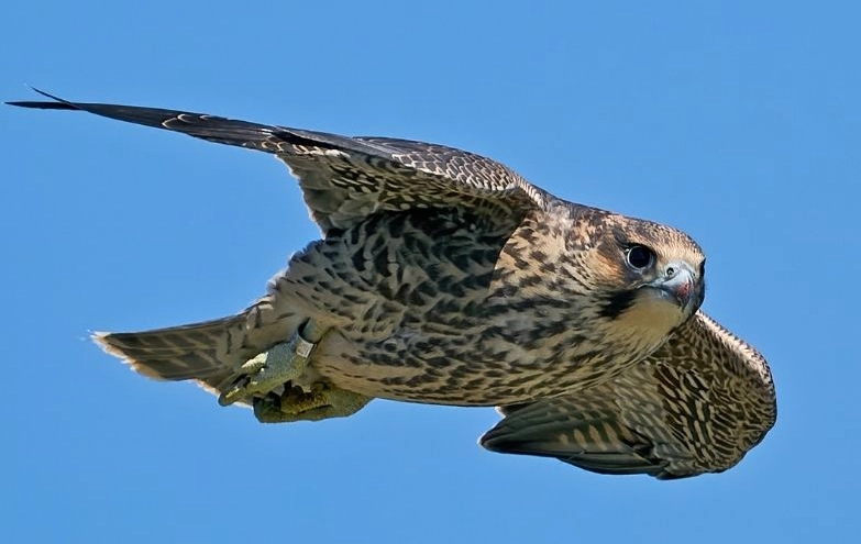 fastest animal in the world