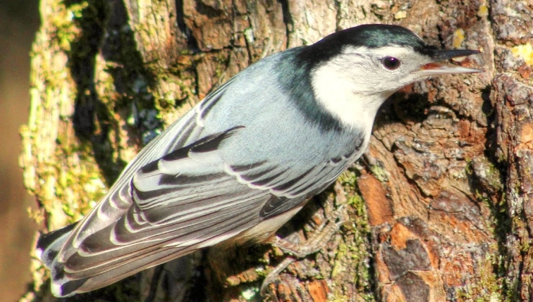 backyard bird sounds backyard bird sounds