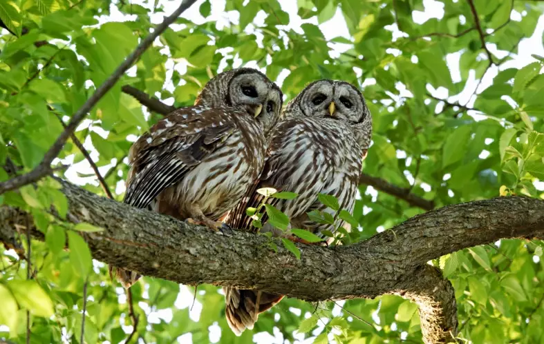 Barred Owl behavior
