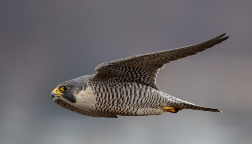 fastest animal in the world