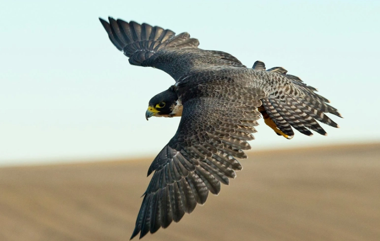 fastest animal in the world