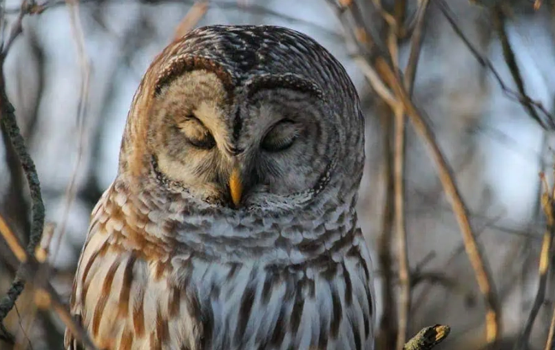 barred owl spiritual meaning barred owl spiritual meaning