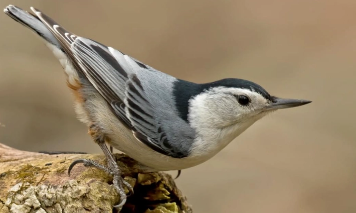 bird call identification bird call identification