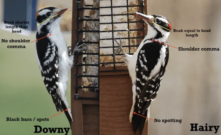 difference between downy and hairy woodpecker difference between downy and hairy woodpecker
