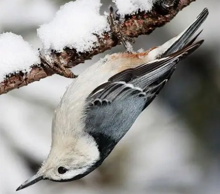 bird identification guide