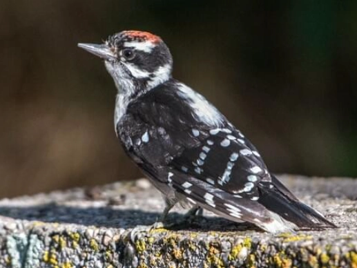 baby woodpecker identification