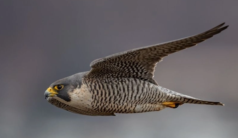 peregrine falcon dive speed