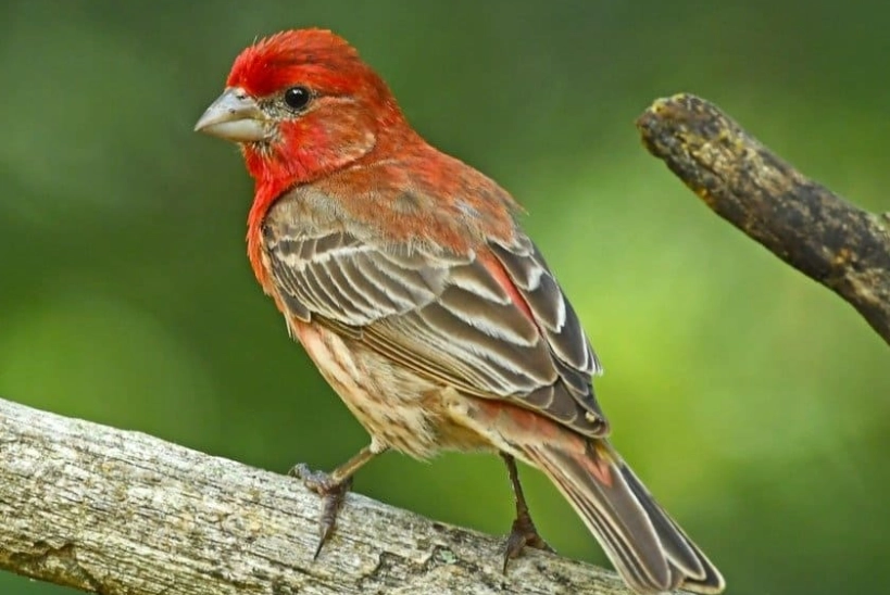 House Finch life expectancy House Finch life expectancy