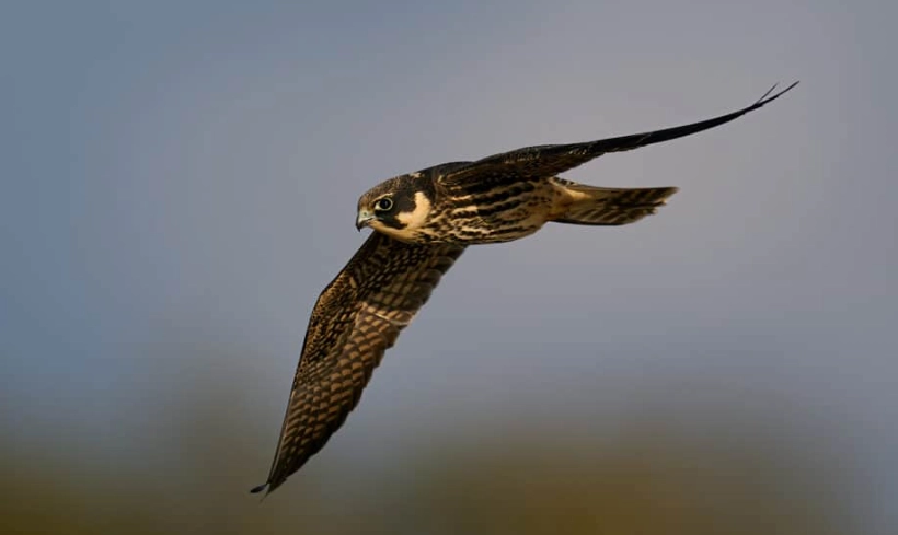 fastest animal in the world