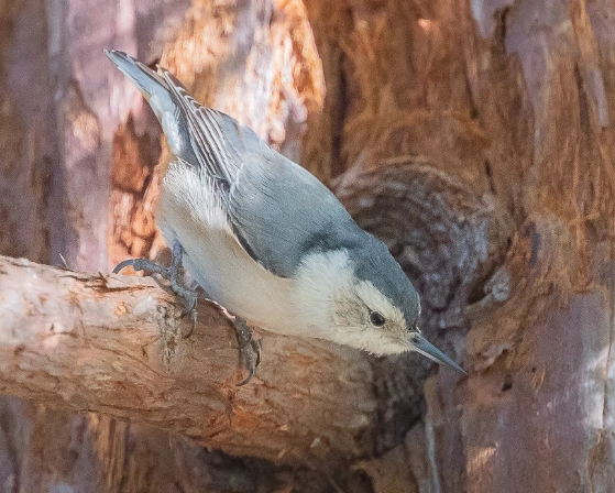 common backyard birds