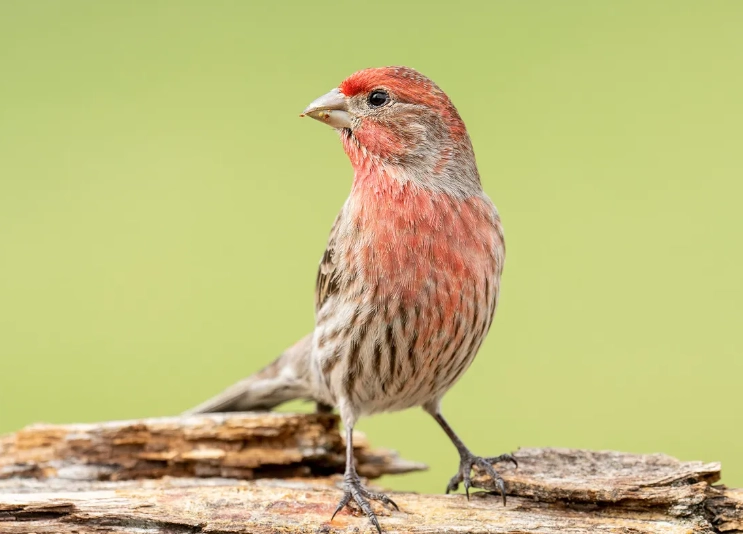 how long do house finches live how long do house finches live