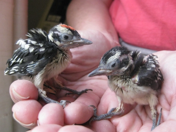baby woodpecker identification