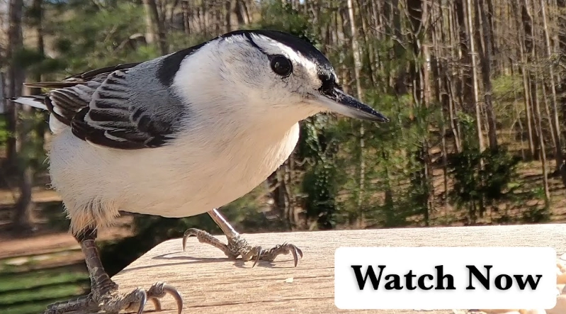 bird call identification bird call identification